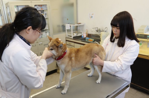 動物看護科 学校法人IPC学園 愛知ペット専門学校