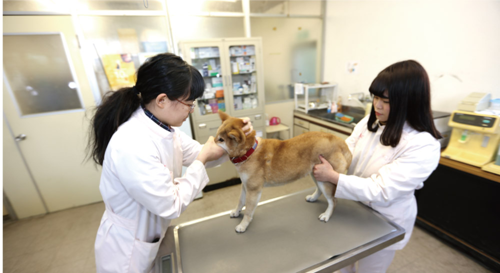 動物看護科 学校法人IPC学園 愛知ペット専門学校