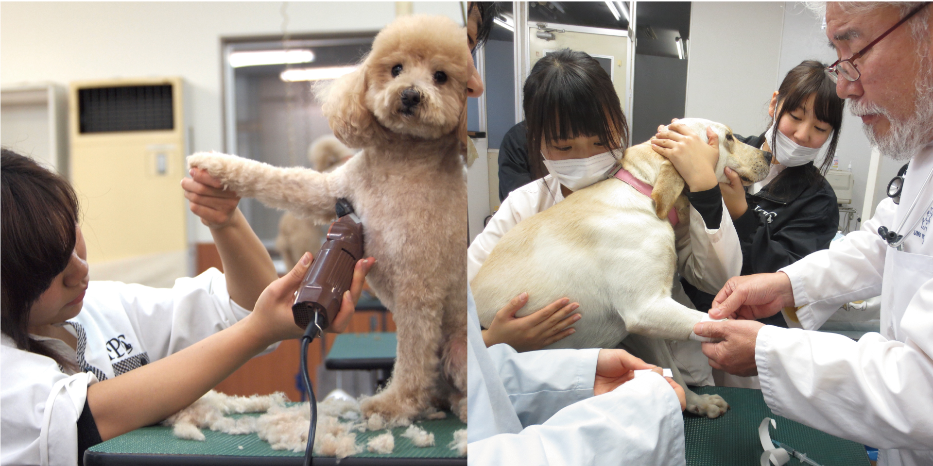 4 30 人気のお仕事ｗ体験 トリマー 動物看護 学校法人ipc学園 愛知ペット専門学校